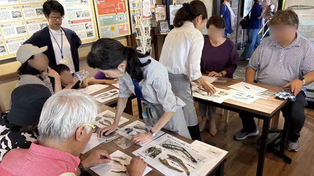 おさかなマイスターによるにぼしの解剖講座