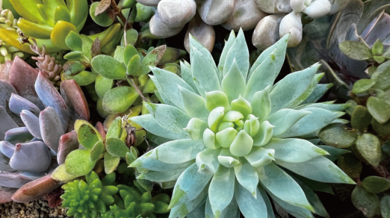 多肉植物寄せ植え体験