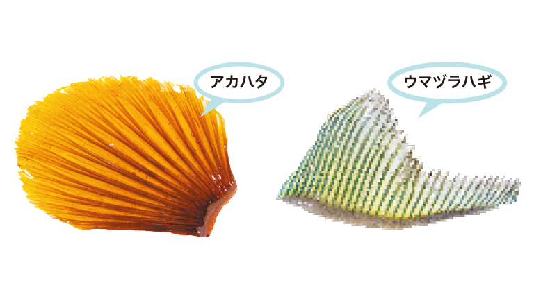 素敵なウオヒレの世界 in 豊洲千客万来　いちばの広場