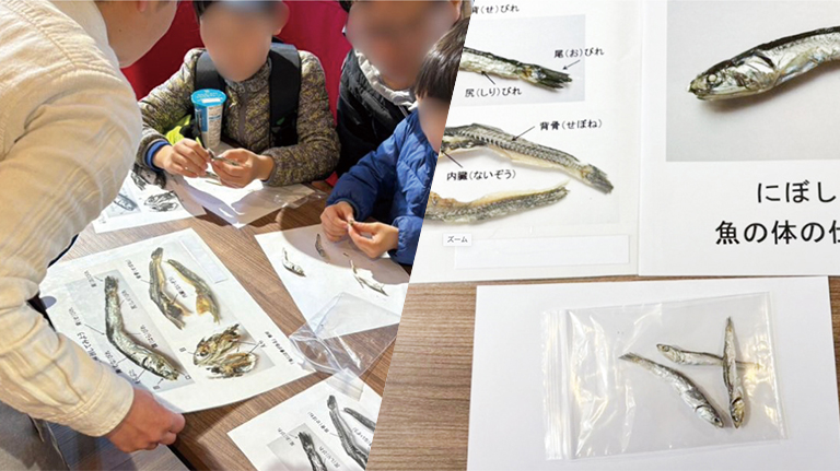 おさかなマイスターによるにぼしの解剖講座