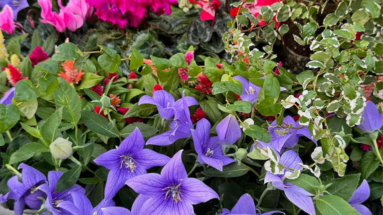 花のある生活を楽しもう