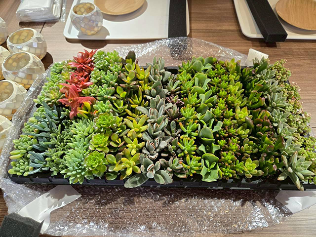 多肉植物寄せ植え体験