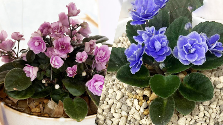 セントポーリア植え込み体験