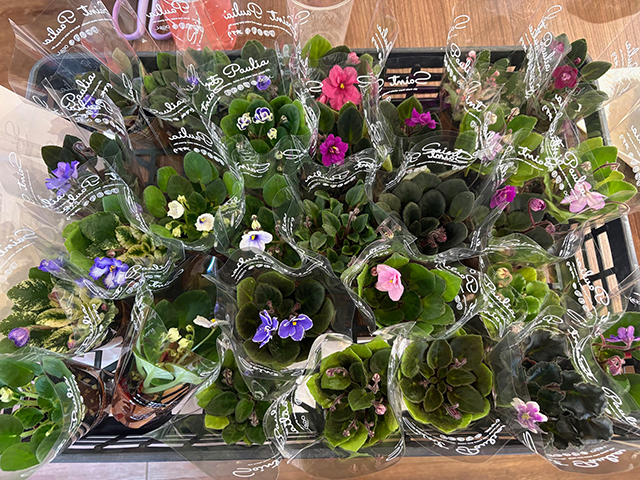 セントポーリア植え込み体験