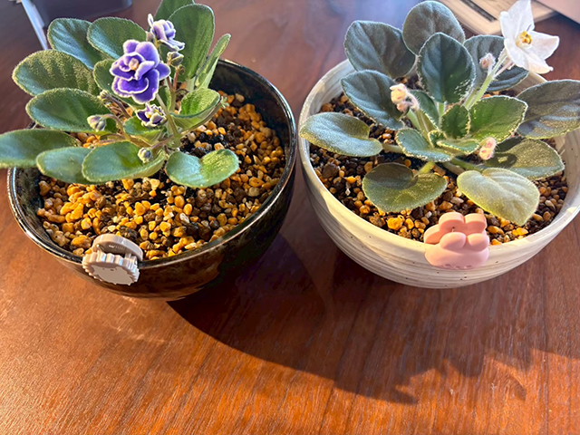 セントポーリア植え込み体験