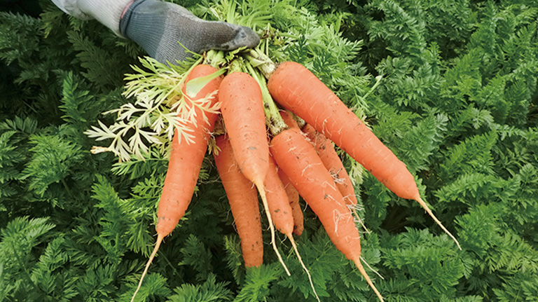 徳島県春にんじんフェア